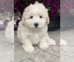 Coton de Tulear-Poodle (Toy) Mix Puppy for sale in CANOGA, NY, USA