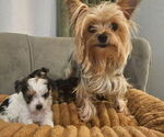 Small #3 Yorkshire Terrier