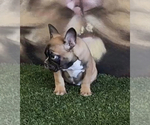 Small Photo #15 French Bulldog Puppy For Sale in WINTER PARK, FL, USA
