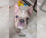 Small Photo #79 French Bulldog Puppy For Sale in MCKINLEYVILLE, CA, USA