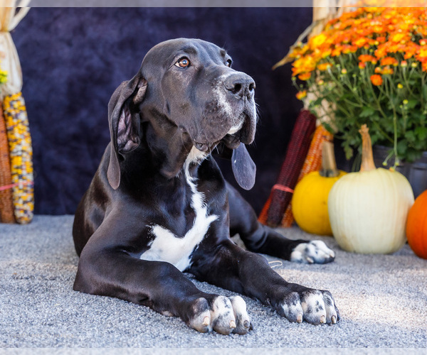 Medium Photo #9 Great Dane Puppy For Sale in WAKARUSA, IN, USA