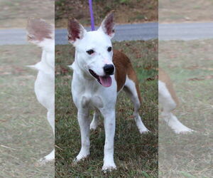 Mutt Dogs for adoption in Prattville, AL, USA