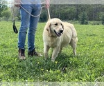 Small Photo #1 Golden Retriever Puppy For Sale in NEOLA, WV, USA