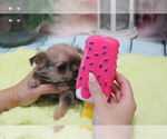 Small Photo #4 Griffonshire Puppy For Sale in LAS VEGAS, NV, USA