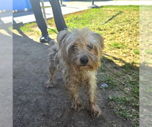 Mutt Dogs for adoption in Long Beach, CA, USA