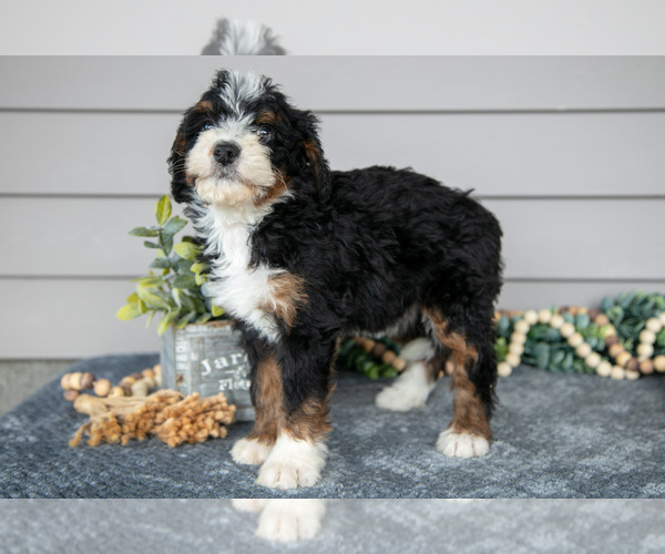 Medium Photo #3 Bernedoodle (Miniature) Puppy For Sale in WOLCOTTVILLE, IN, USA