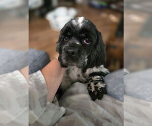 Cocker Spaniel Dogs for adoption in Belleuve, NE, USA