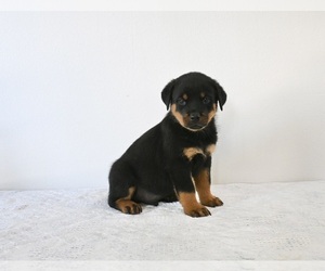 Rottweiler Puppy for sale in FREDERICKSBURG, OH, USA