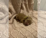 Small Photo #7 Golden Retriever Puppy For Sale in JEFFERSON, IA, USA