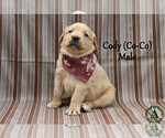 Small #1 Golden Labrador