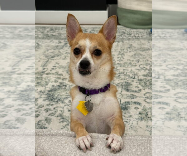 Medium Photo #1 Chihuahua-Unknown Mix Puppy For Sale in Oakhurst, NJ, USA