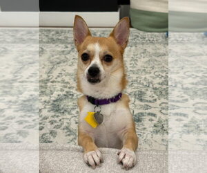 Chihuahua-Unknown Mix Dogs for adoption in Oakhurst, NJ, USA