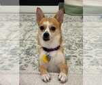 Small Chihuahua Mix