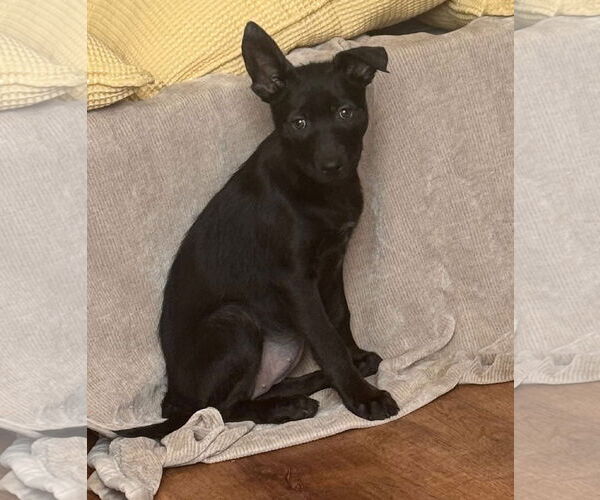 Medium Photo #3 Labrador Retriever-Unknown Mix Puppy For Sale in Germantown, OH, USA