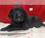 Puppy 6 Labradoodle