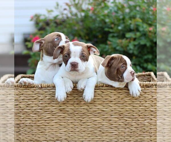 Medium Photo #2 Boston Terrier Puppy For Sale in MYERSTOWN, PA, USA