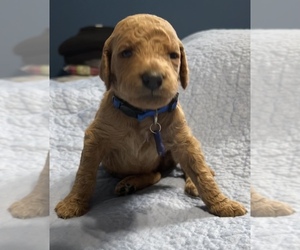 Goldendoodle Puppy for Sale in OLPE, Kansas USA