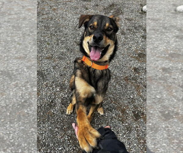 Medium Photo #18 Mutt Puppy For Sale in Rockaway, NJ, USA
