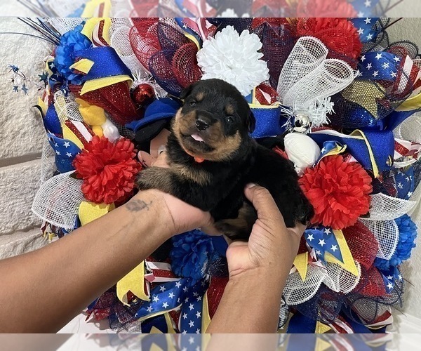 Medium Photo #12 Rottweiler Puppy For Sale in FORT WORTH, TX, USA
