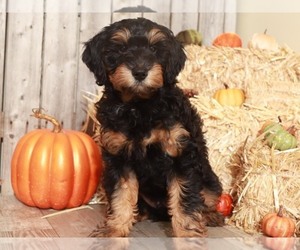 Aussie-Poo Puppy for sale in MOUNT VERNON, OH, USA