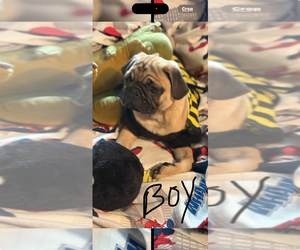 Pug Puppy for sale in FREDERICKSBURG, VA, USA