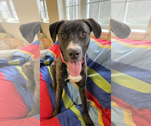 Medium Photo #1 Mutt Puppy For Sale in Rockaway, NJ, USA