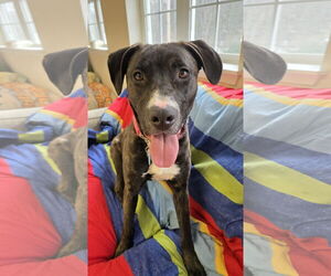 Mutt Dogs for adoption in Rockaway, NJ, USA