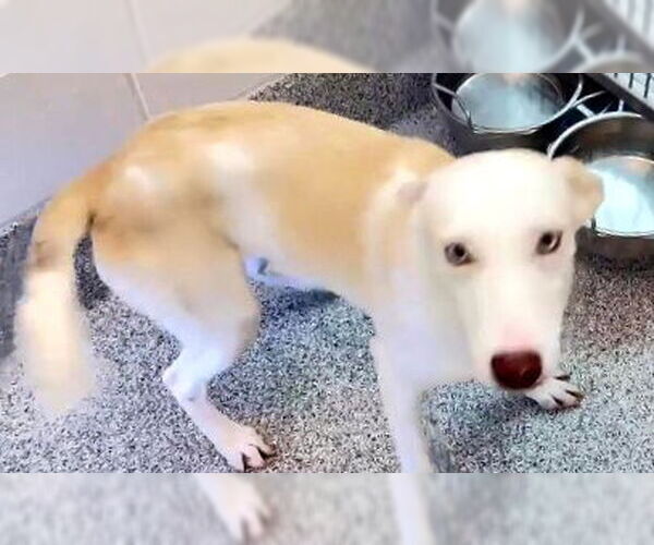 Medium Photo #3 Huskies -Labrador Retriever Mix Puppy For Sale in Houston, TX, USA