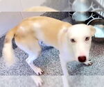 Small #2 Huskies -Labrador Retriever Mix
