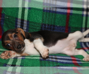 Beagle Puppy for sale in BLOOMINGTON, IN, USA