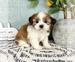 Small #3 Shih Tzu