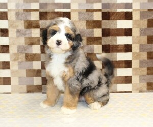 Bernedoodle (Miniature) Puppy for sale in DENVER, PA, USA