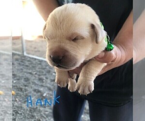 Labrador Retriever Puppy for sale in WILTON, CA, USA