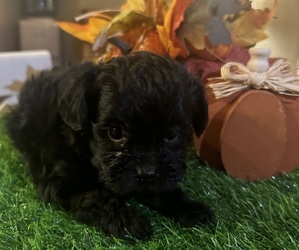 YorkiePoo Puppy for sale in JASPER, GA, USA