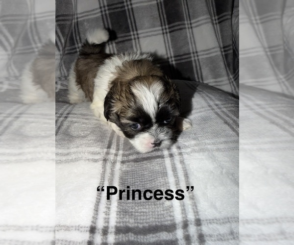 Medium Photo #1 Shih Tzu Puppy For Sale in GLENDALE HEIGHTS, IL, USA