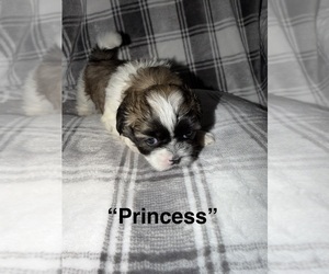 Medium Shih Tzu