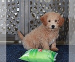 Small #2 Poochon