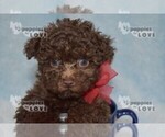 Small Photo #17 Poodle (Toy) Puppy For Sale in SANGER, TX, USA