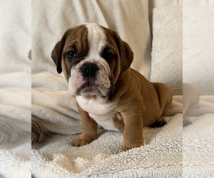 English Bulldog Puppy for sale in JOHNS ISLAND, SC, USA