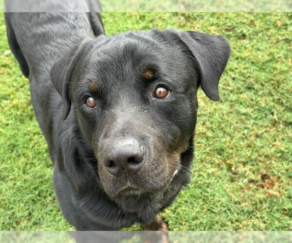 Medium Photo #1 Rottweiler Puppy For Sale in Tulsa, OK, USA
