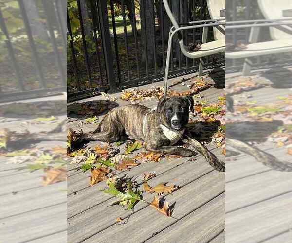 Medium Photo #4 Siberian Husky-Unknown Mix Puppy For Sale in Springdale, PA, USA