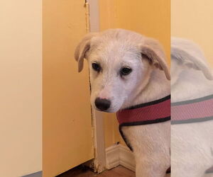 Labrenees Dogs for adoption in Crossville, AL, USA