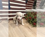 Puppy 6 Jack Russell Terrier