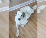 Small Great Pyrenees Mix