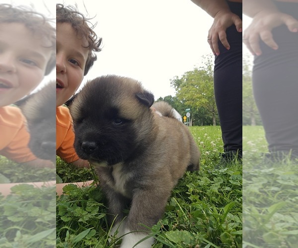 Medium Photo #12 Akita Puppy For Sale in HUTCHINSON, MN, USA