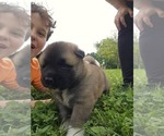 Small #11 Akita