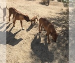 Small Photo #130 Rhodesian Ridgeback Puppy For Sale in MORONGO VALLEY, CA, USA