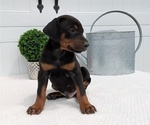 Small Photo #44 Doberman Pinscher Puppy For Sale in GOSHEN, IN, USA