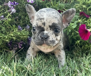 French Bulldog Puppy for sale in PRYOR, OK, USA