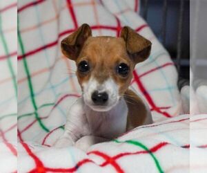 Jack Russell Terrier Puppy for sale in EAST EARL, PA, USA